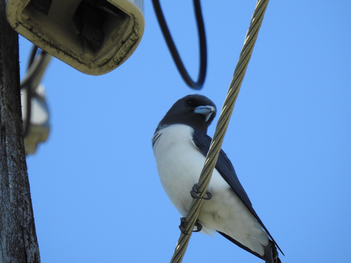 White-breasted Woodswallow - ML618939311