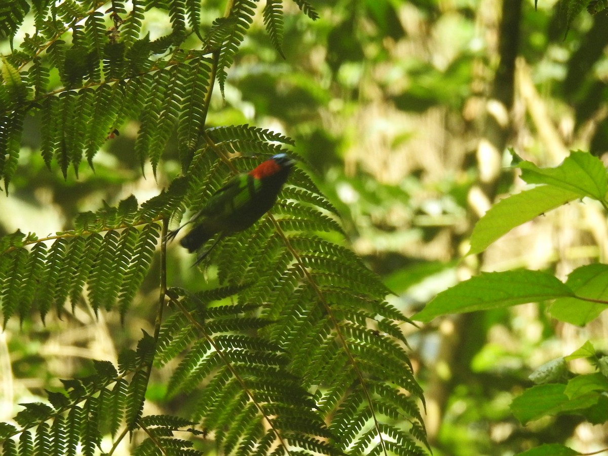 Red-necked Tanager - Louis Imbeau