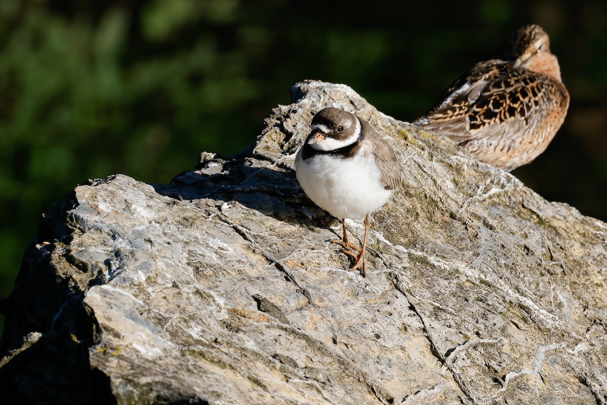 Semipalmated Plover - Baxter Beamer
