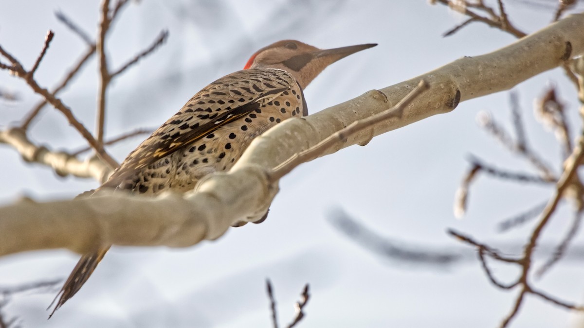 Northern Flicker (Yellow-shafted) - ML618939366