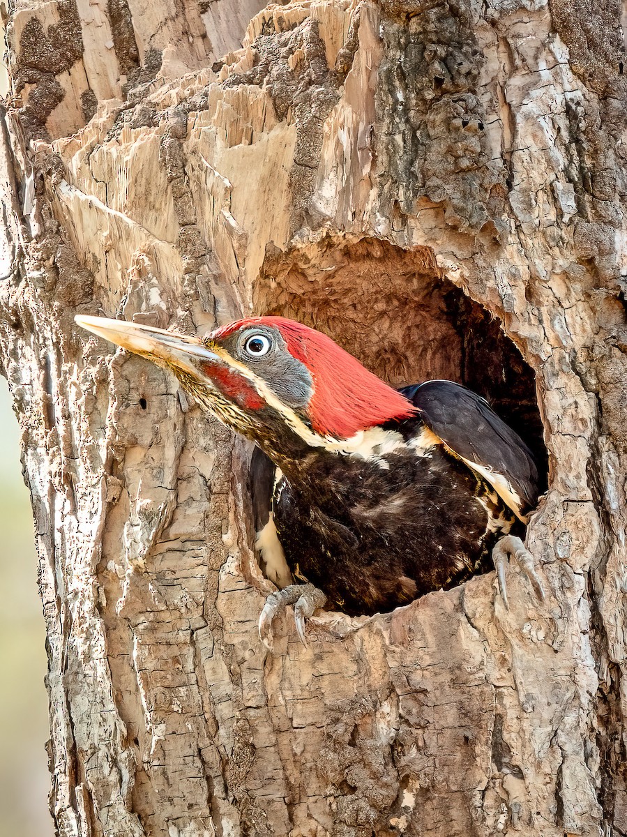 Lineated Woodpecker - Steven Lasley