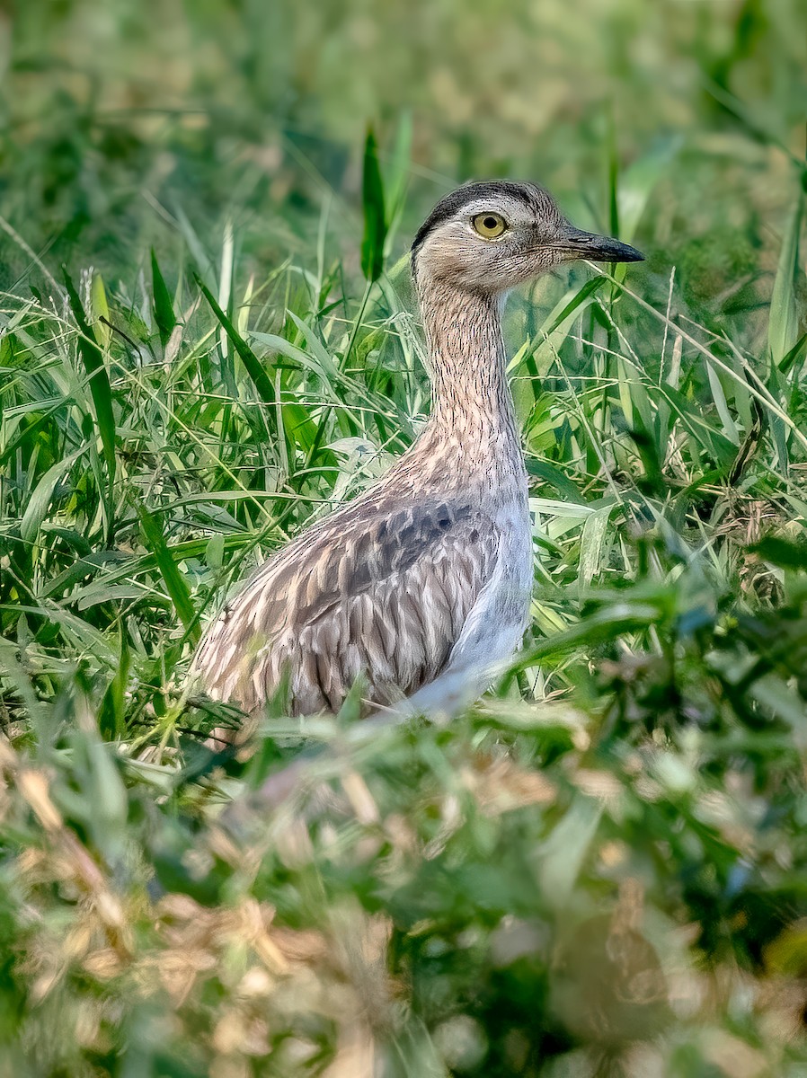 Double-striped Thick-knee - ML618939381