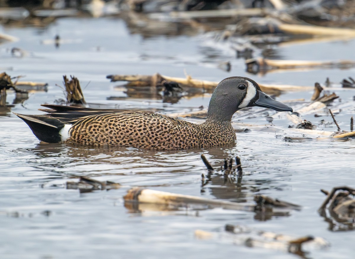 Blue-winged Teal - ML618939382