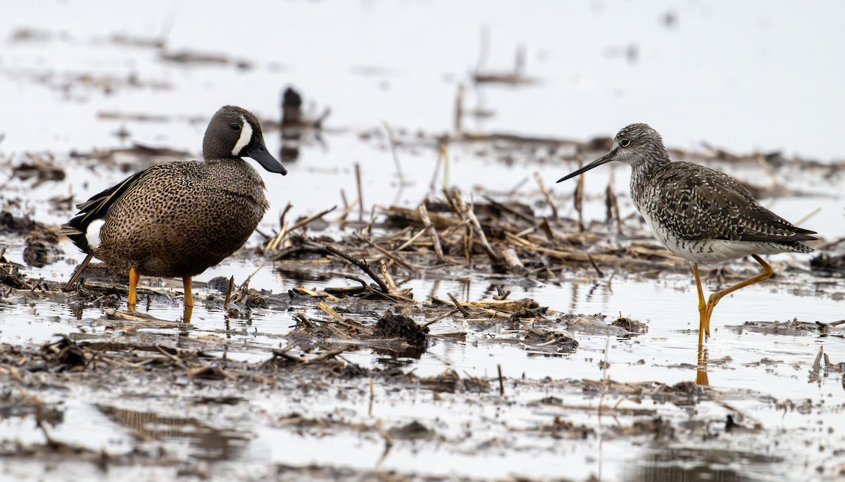 Blue-winged Teal - ML618939395