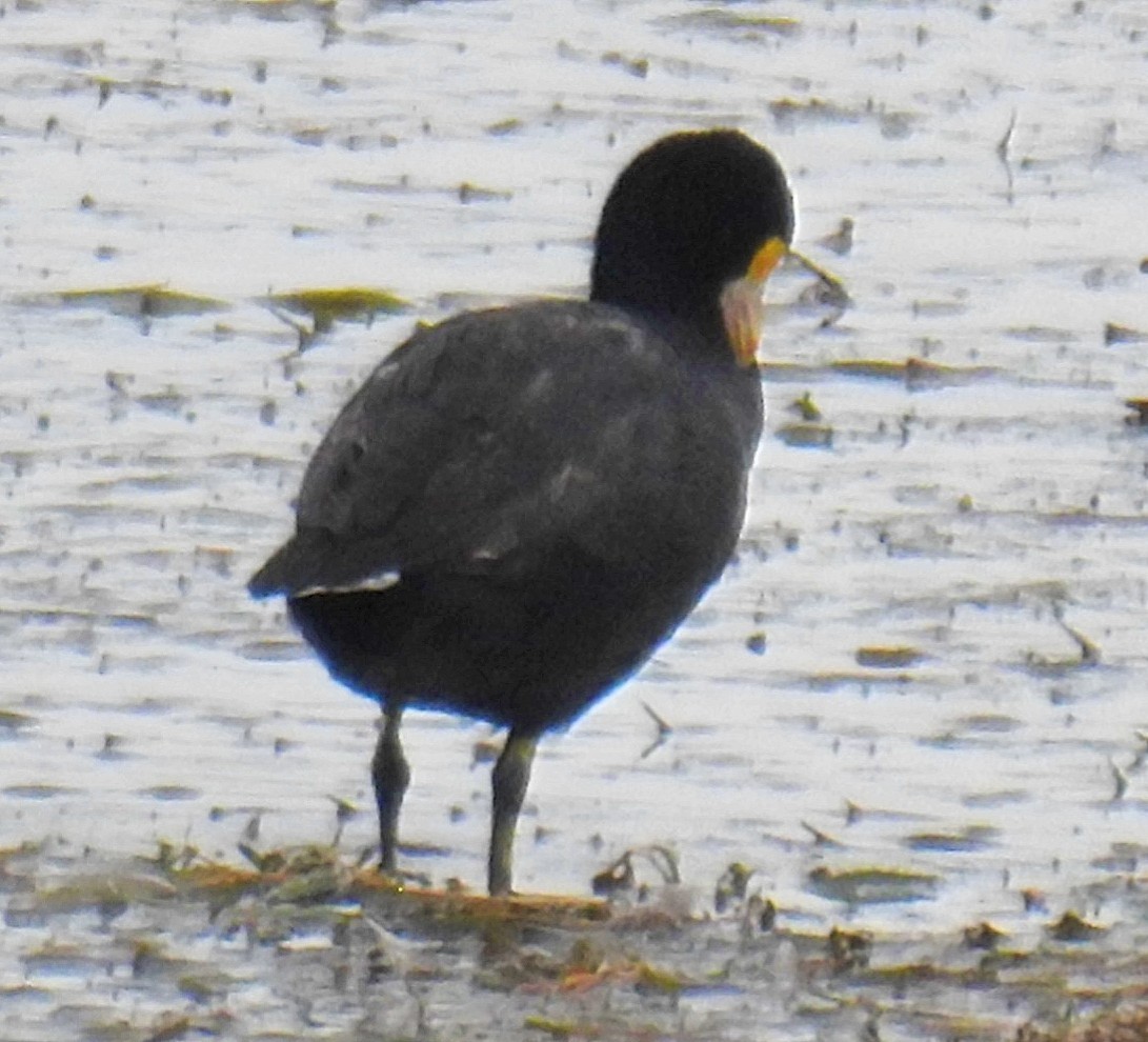 White-winged Coot - ML618939433
