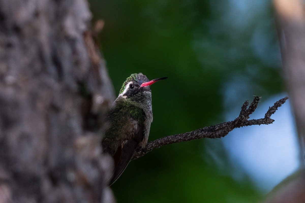 Xantus's Hummingbird - Forrest English