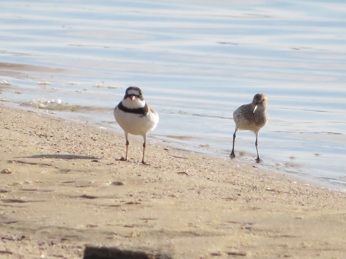 Semipalmated Plover - ML618939458