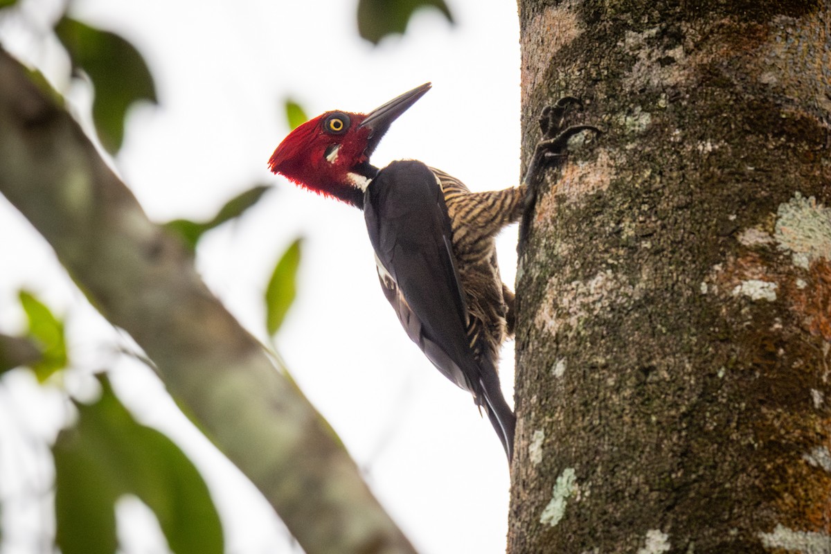 Guayaquil Woodpecker - ML618939497