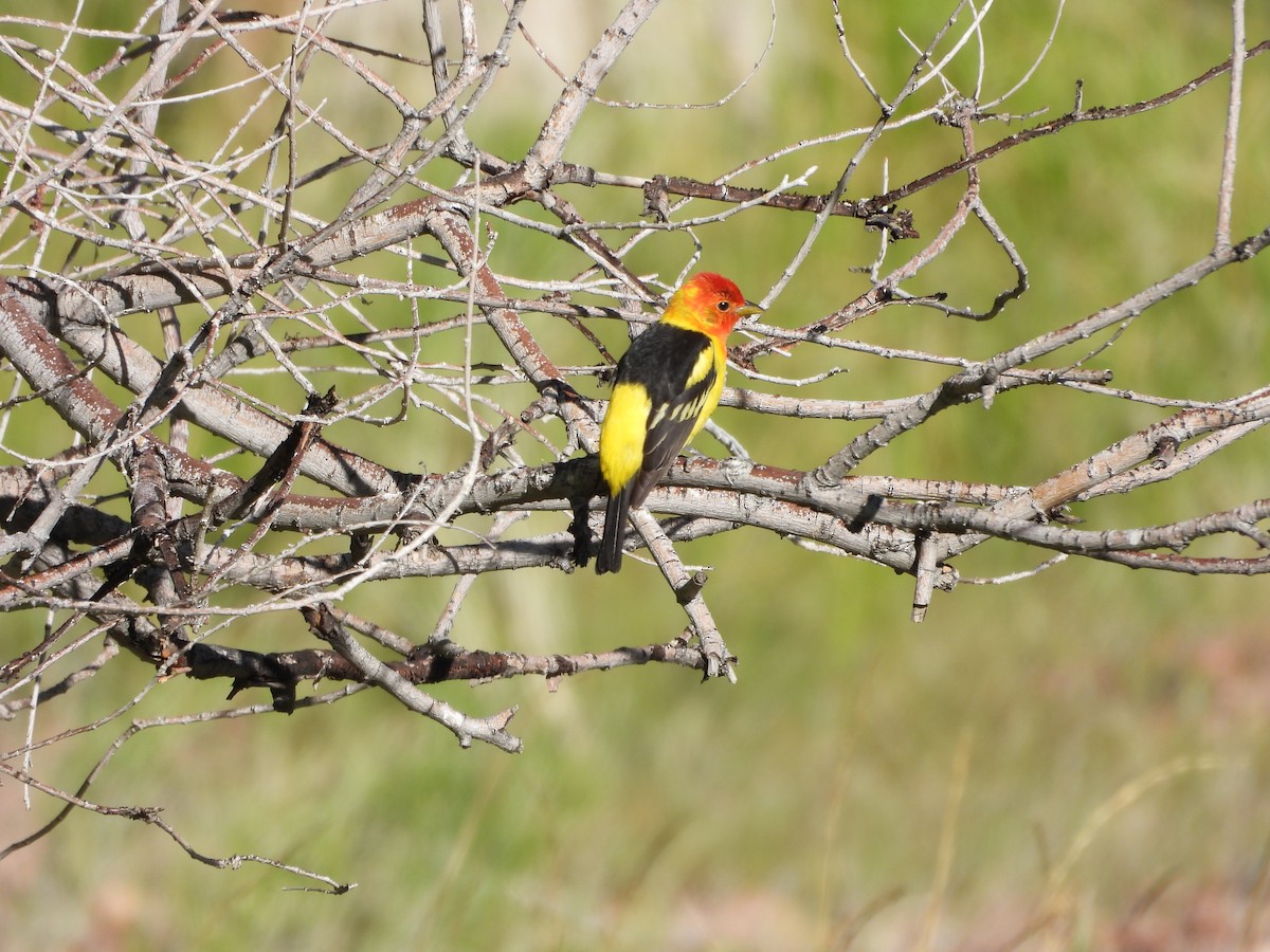 Western Tanager - ML618939518