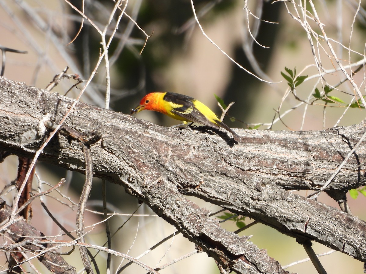 Western Tanager - ML618939520