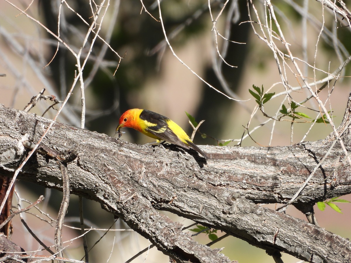 Western Tanager - ML618939523