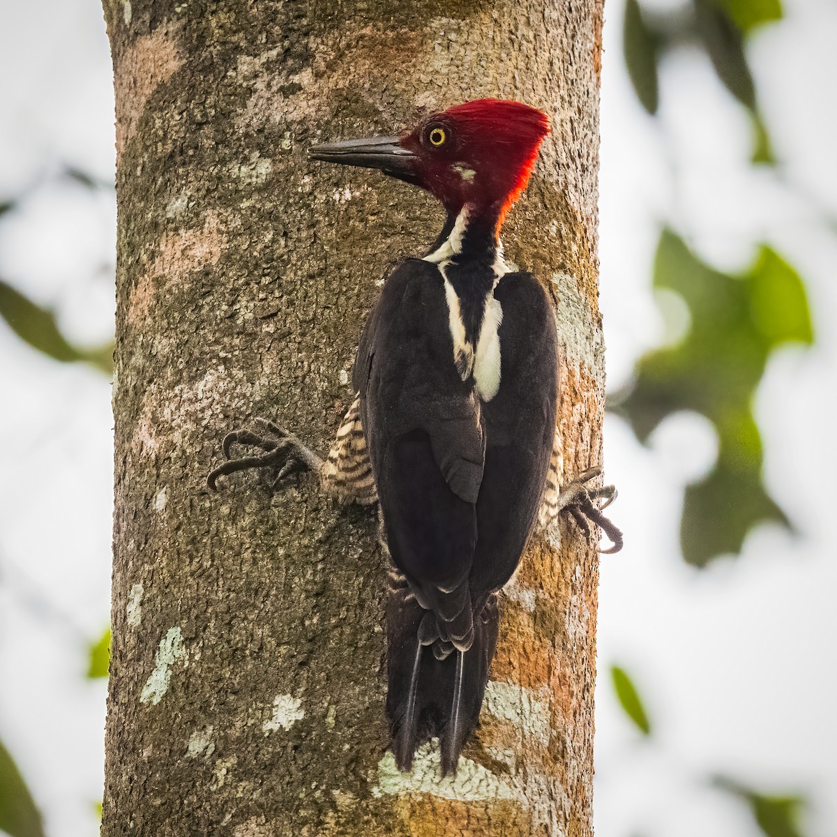 Guayaquil Woodpecker - ML618939526