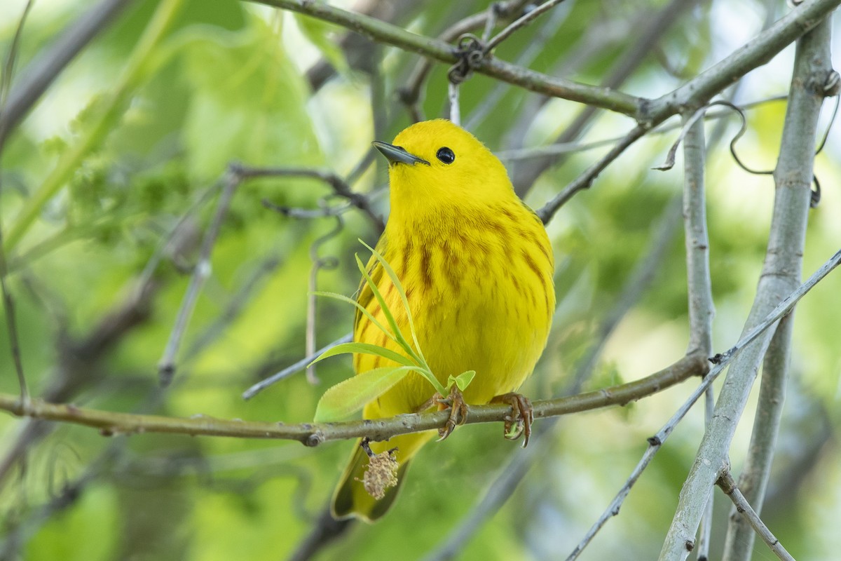 Yellow Warbler - John Troth