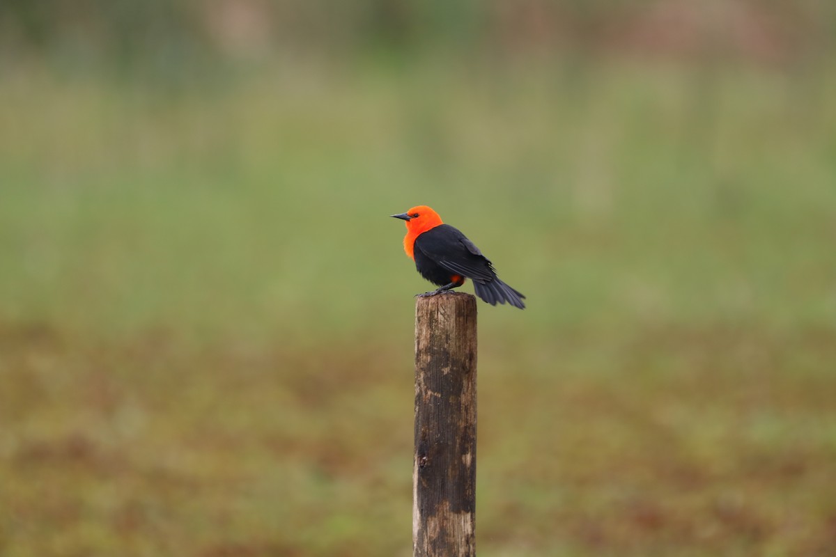Scarlet-headed Blackbird - ML618939603