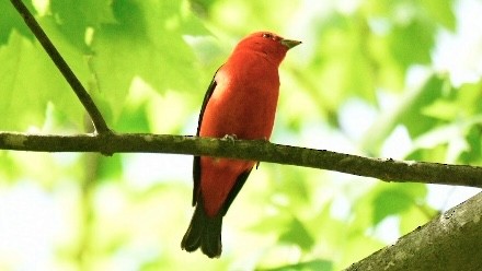 Scarlet Tanager - Michael Smith