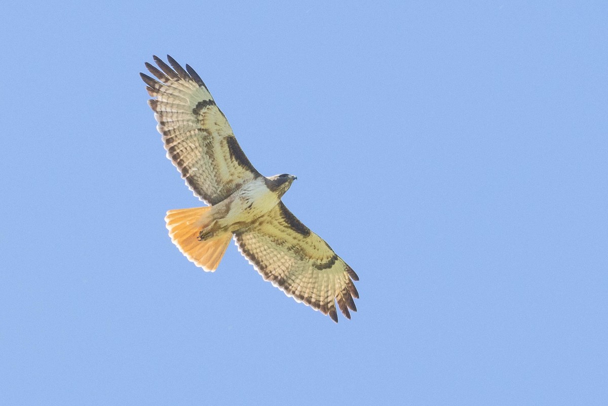 Red-tailed Hawk - ML618939646