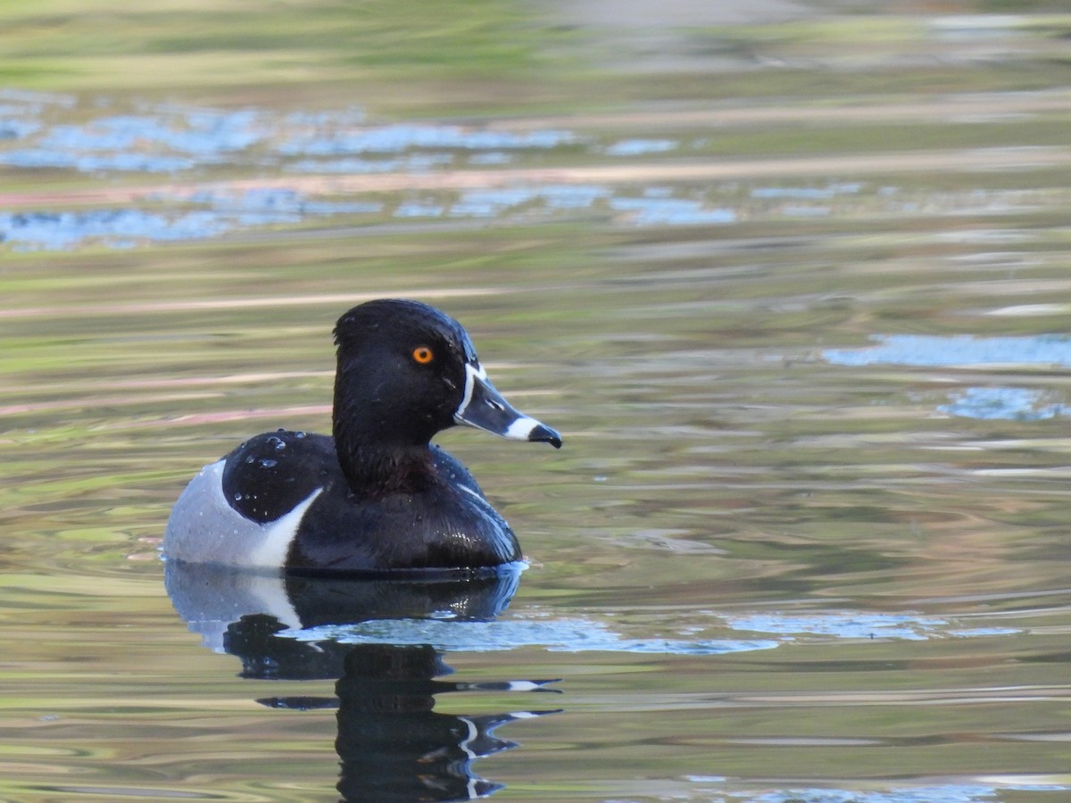 Ring-necked Duck - Brittany Miller