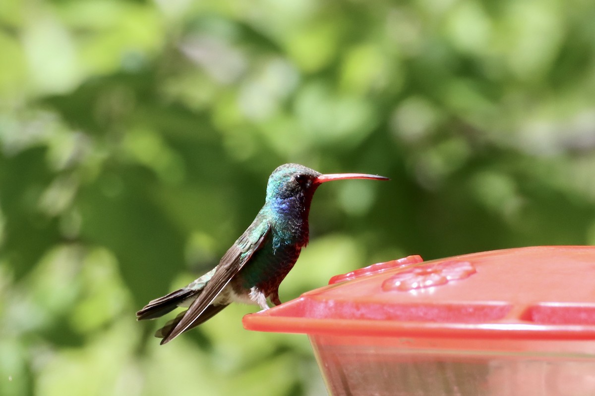 Broad-billed Hummingbird - Nat Smale