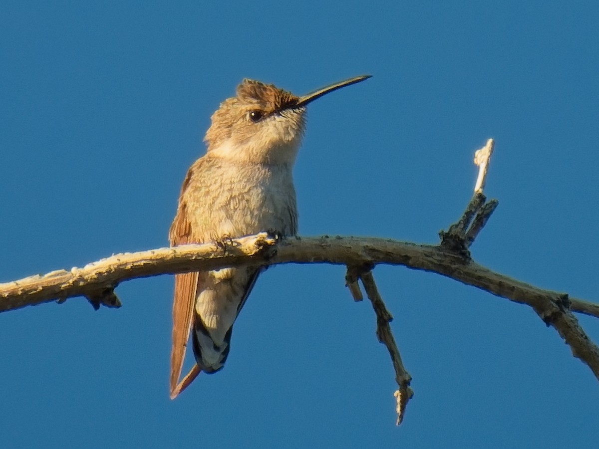 Costa's Hummingbird - Jeffrey Hale