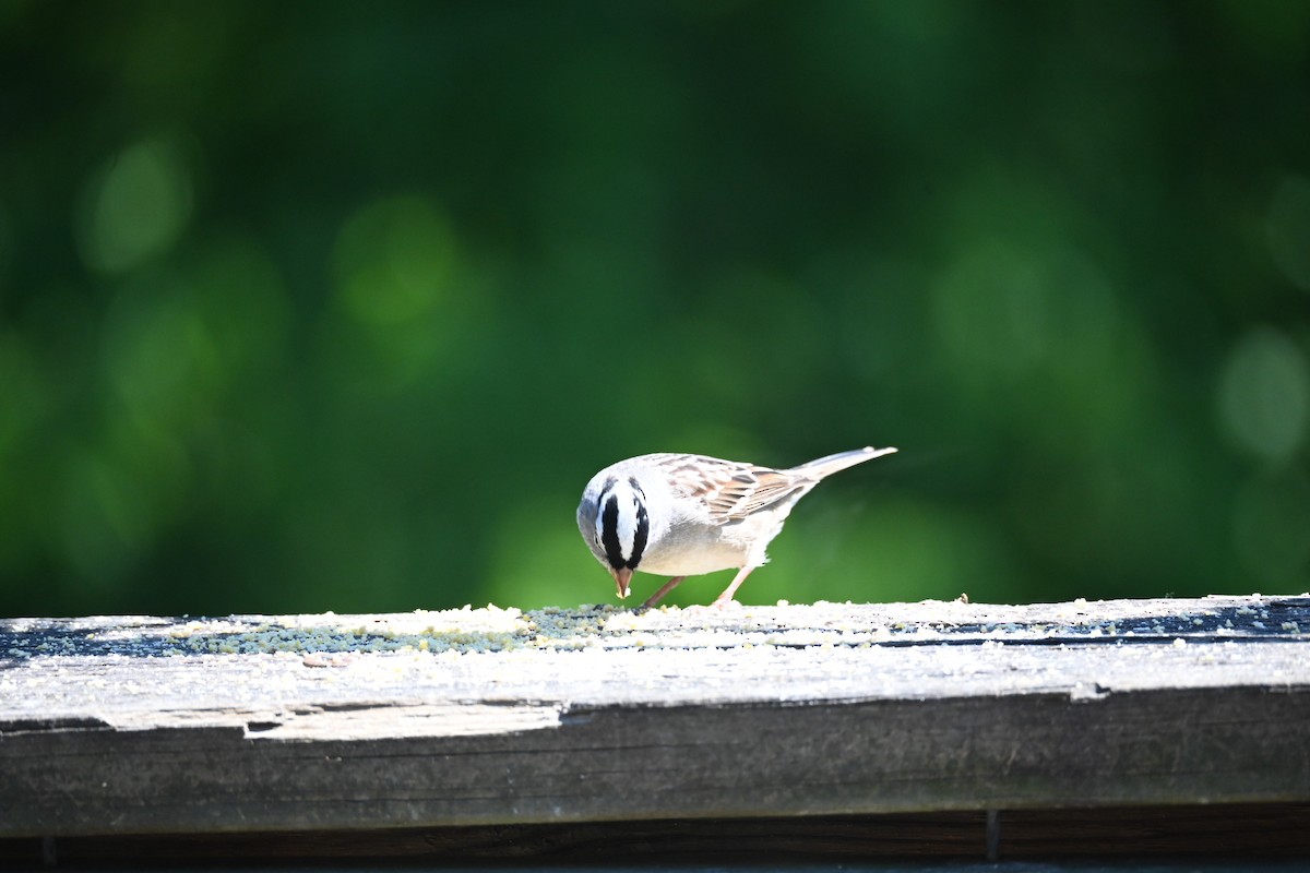 White-crowned Sparrow - Dale Barlow