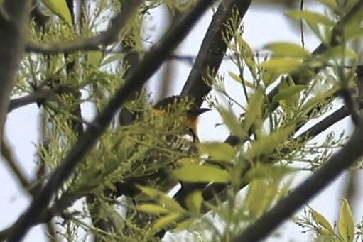 Cape May Warbler - ML618939726