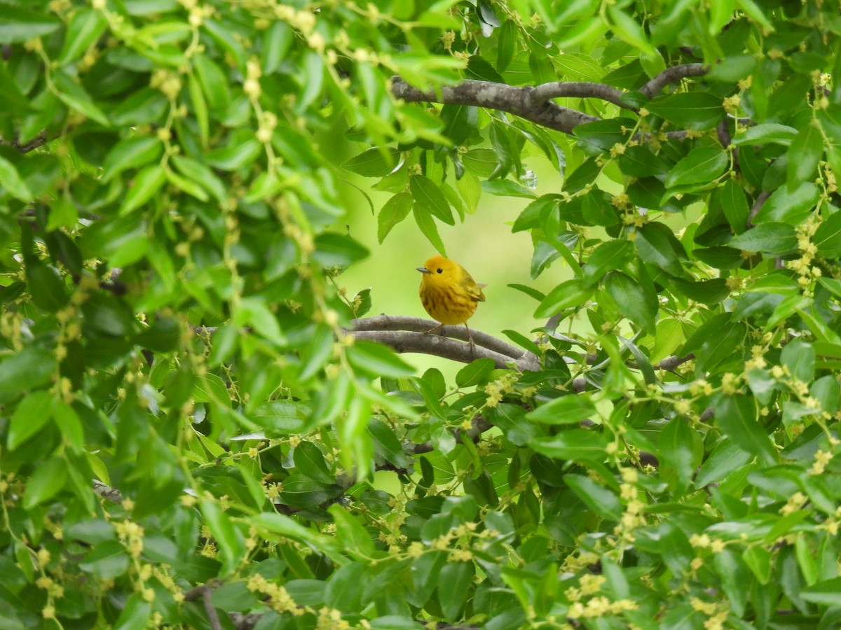Yellow Warbler - Ruby Rolland