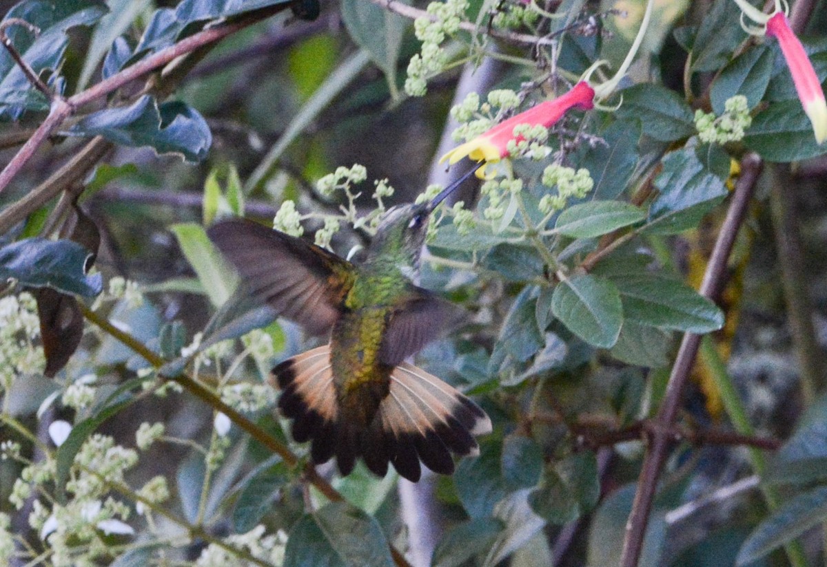 kolibřík dřišťálový - ML618939769