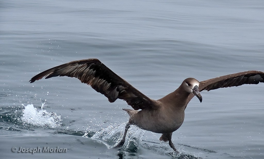Albatros à pieds noirs - ML618939784