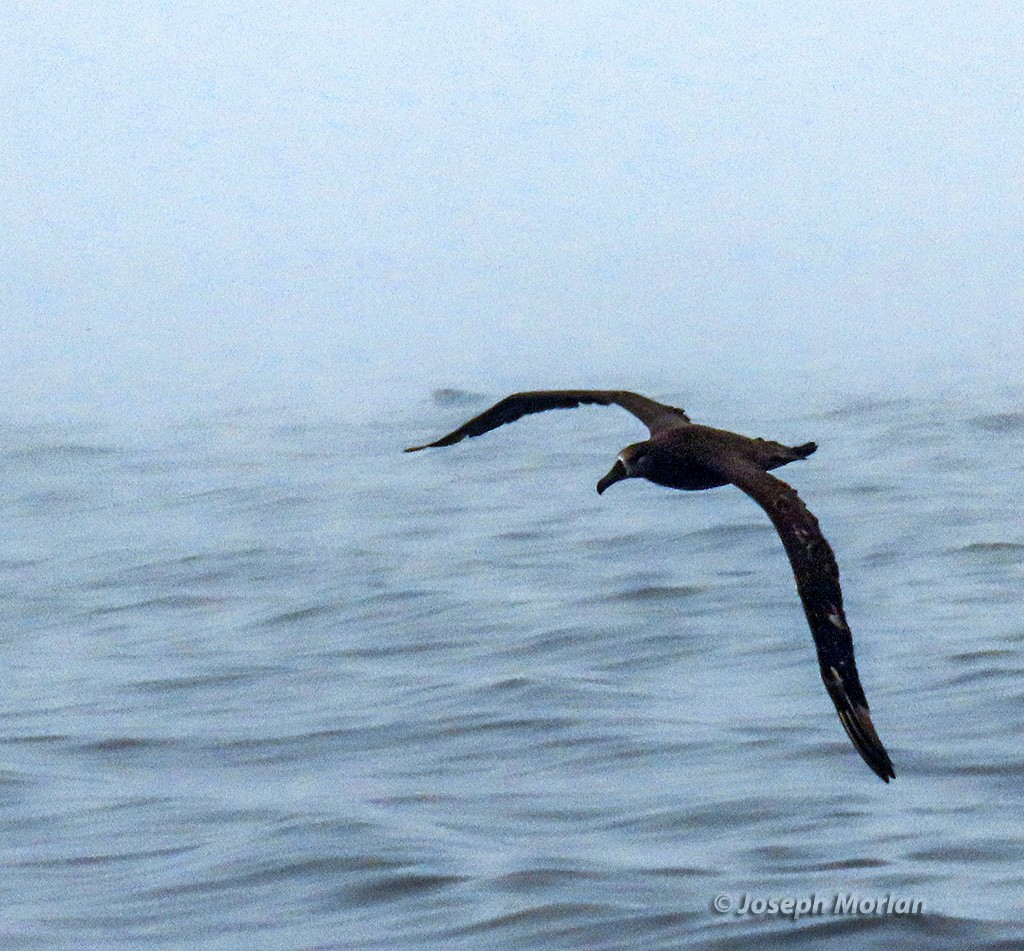 Black-footed Albatross - Joseph Morlan