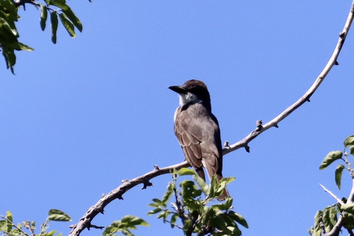 Thick-billed Kingbird - Nat Smale