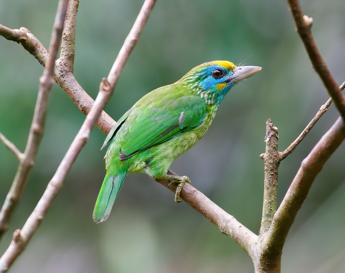 Yellow-fronted Barbet - ML618939812