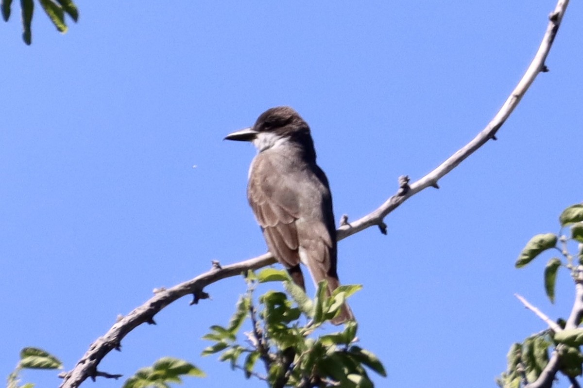 Thick-billed Kingbird - Nat Smale