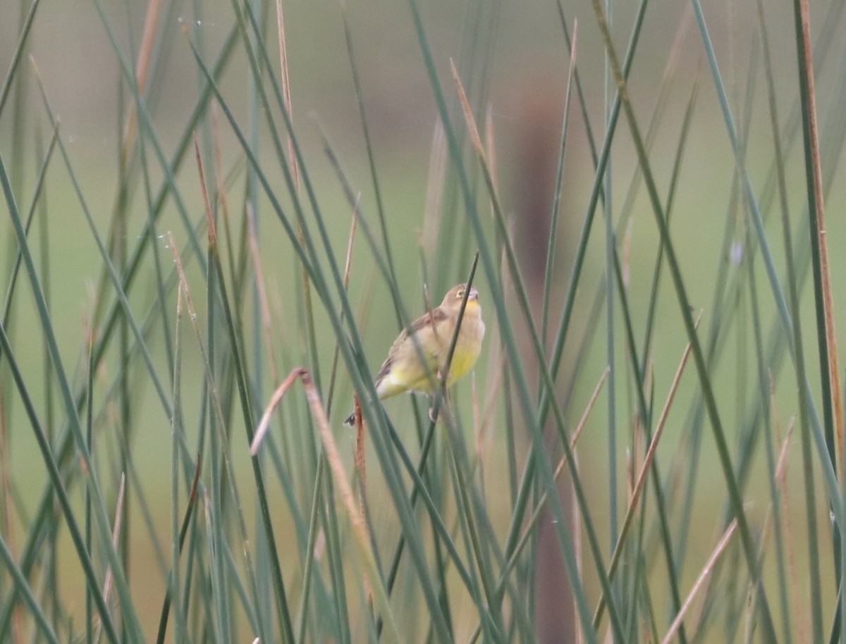 Grassland Yellow-Finch - Henrique Ressel