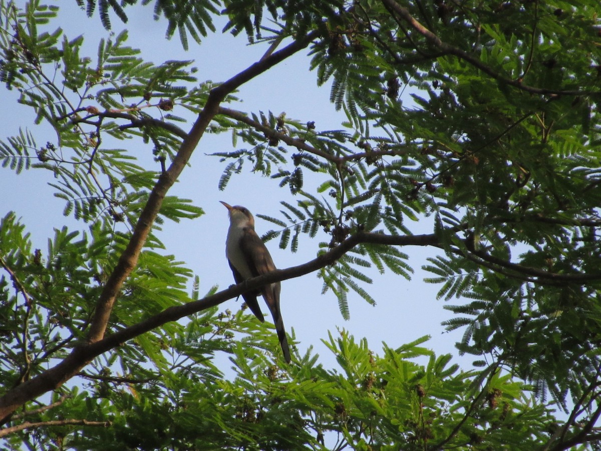Yellow-billed Cuckoo - Leticia Andino Biologist and Birding Tour Guide