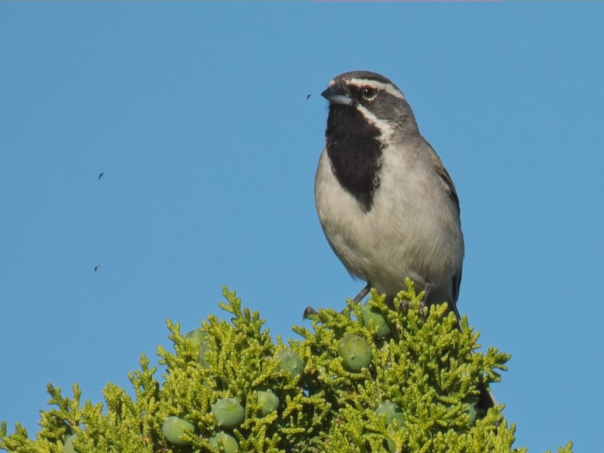 Black-throated Sparrow - Jeffrey Hale