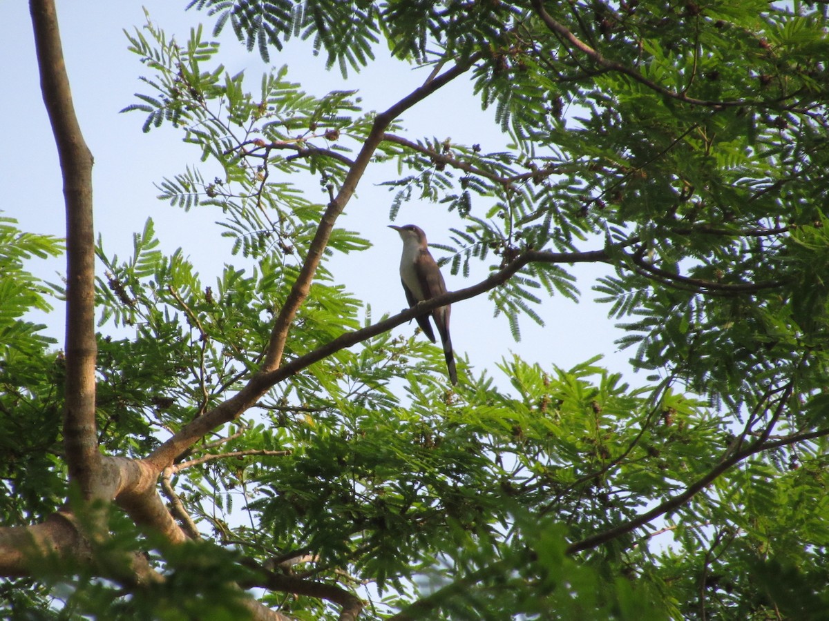 Yellow-billed Cuckoo - Leticia Andino Biologist and Birding Tour Guide