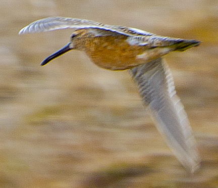 Long-billed Dowitcher - ML618939854