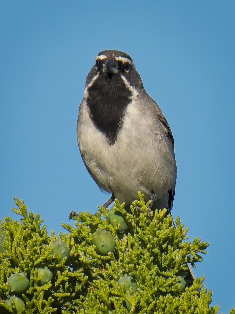 Black-throated Sparrow - ML618939855