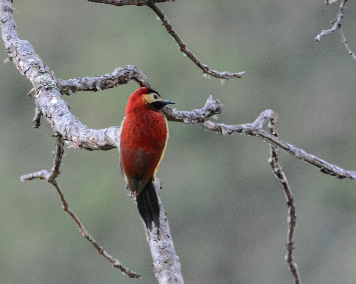 Crimson-mantled Woodpecker - ERICK ANIBAL BARZOLA RICCI