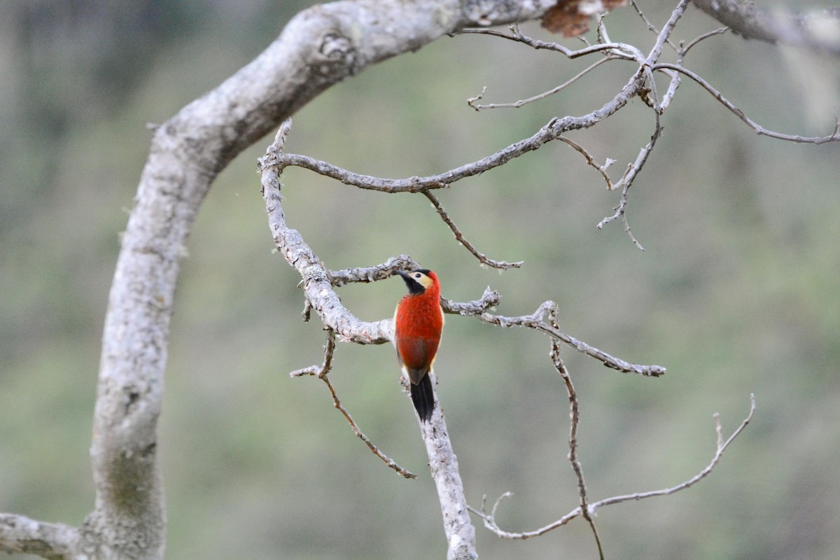 Crimson-mantled Woodpecker - ERICK ANIBAL BARZOLA RICCI