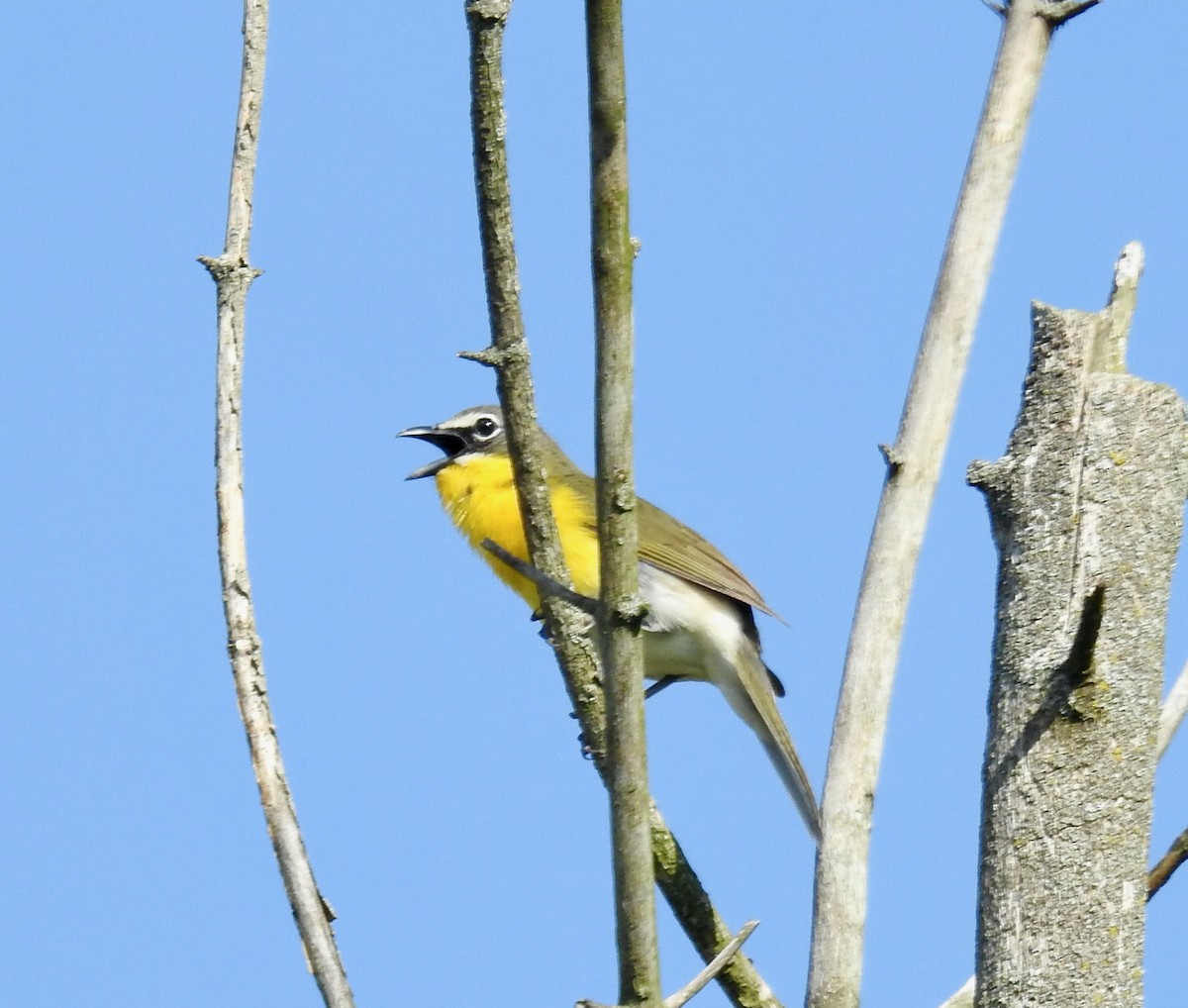 Yellow-breasted Chat - ML618939887