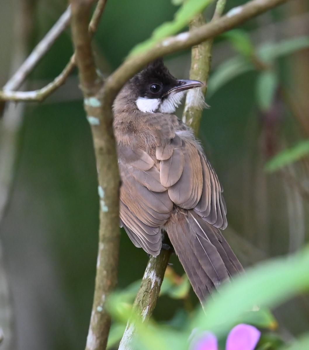 Red-whiskered Bulbul - Jade Neo