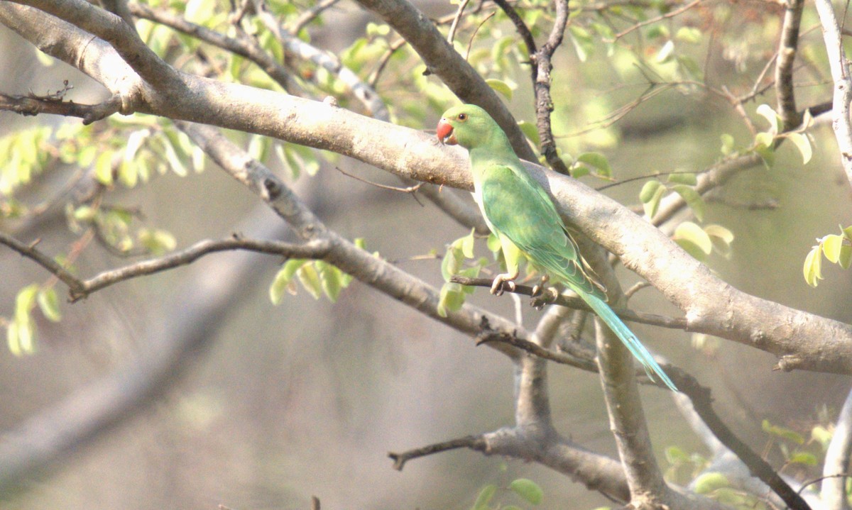 Rose-ringed Parakeet - AJAY ARNOLD