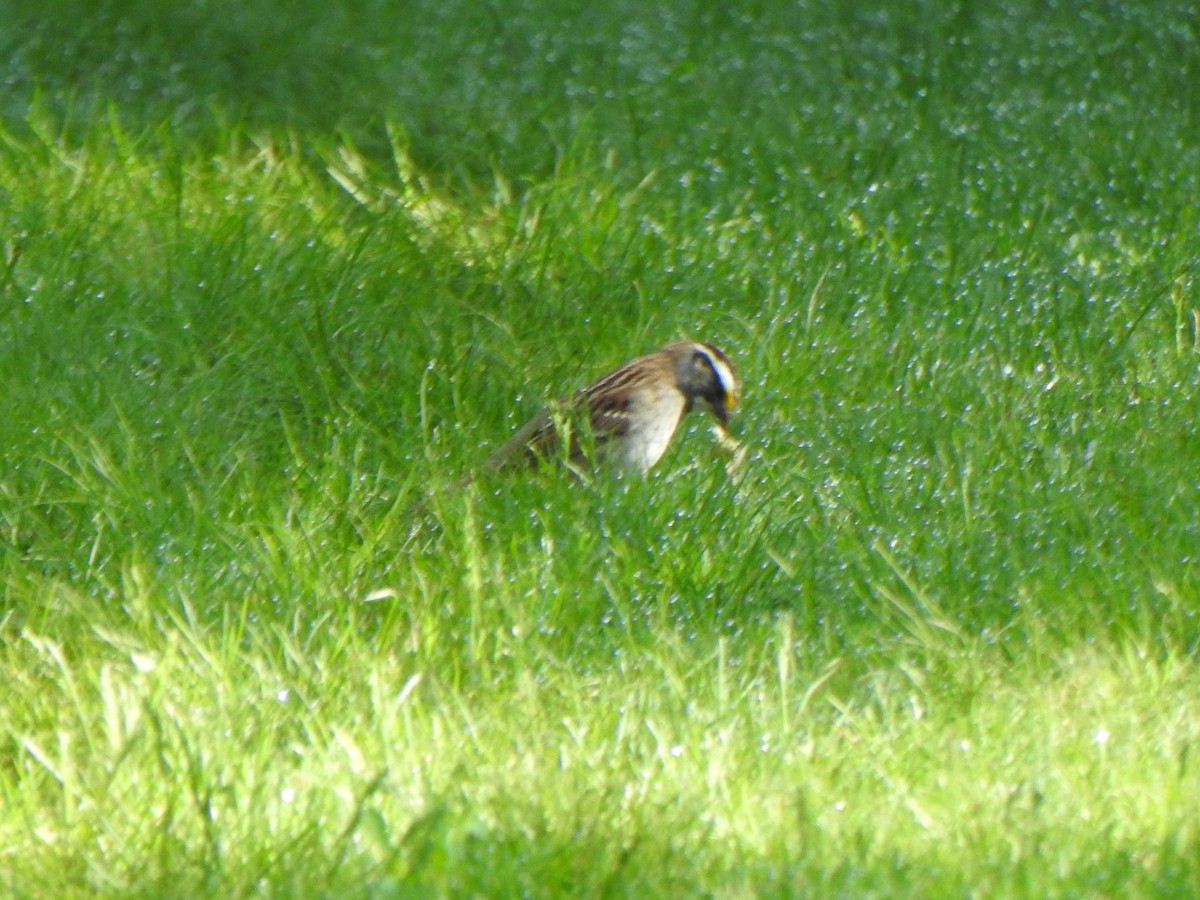 White-throated Sparrow - Liren Varghese