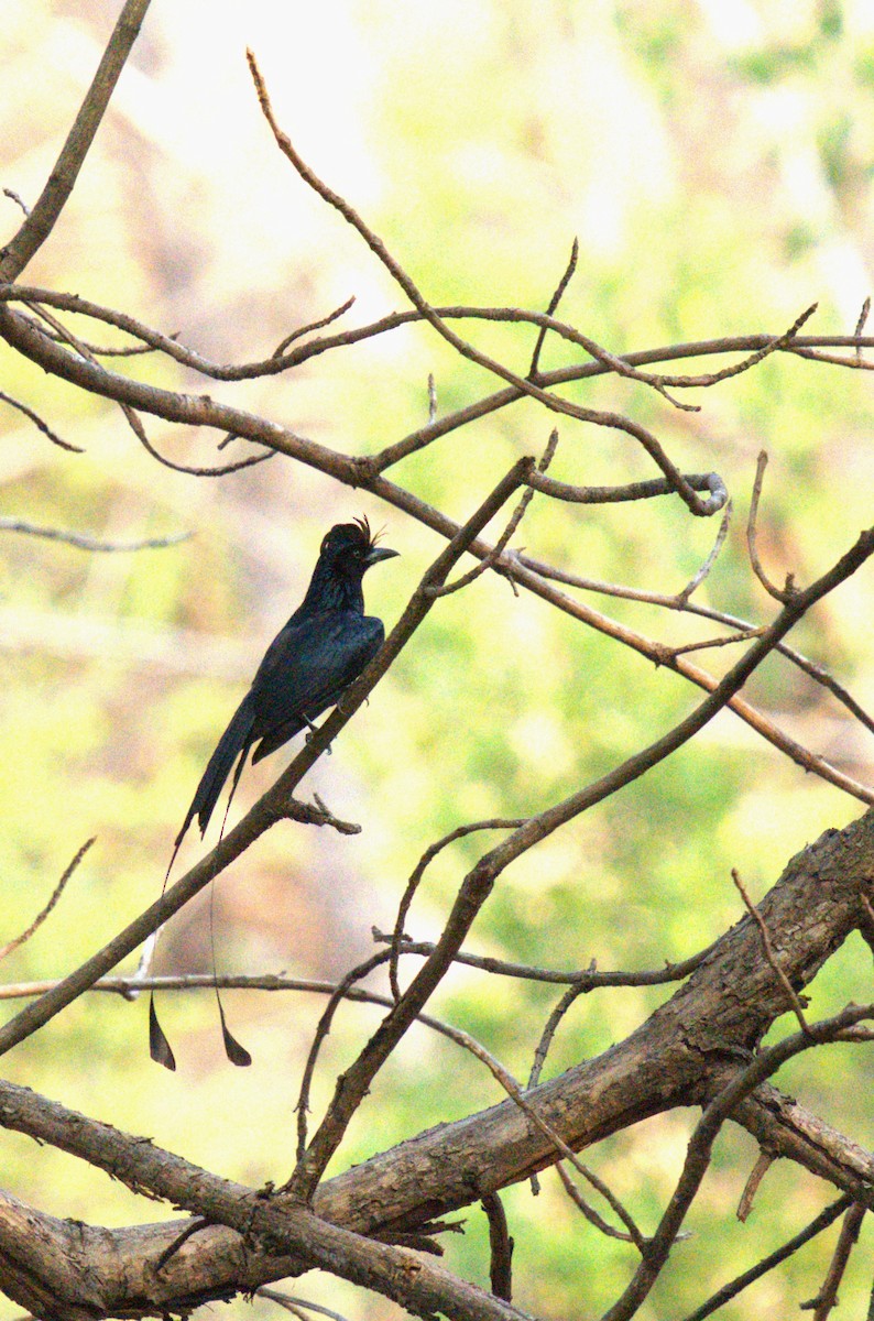 Greater Racket-tailed Drongo - AJAY ARNOLD