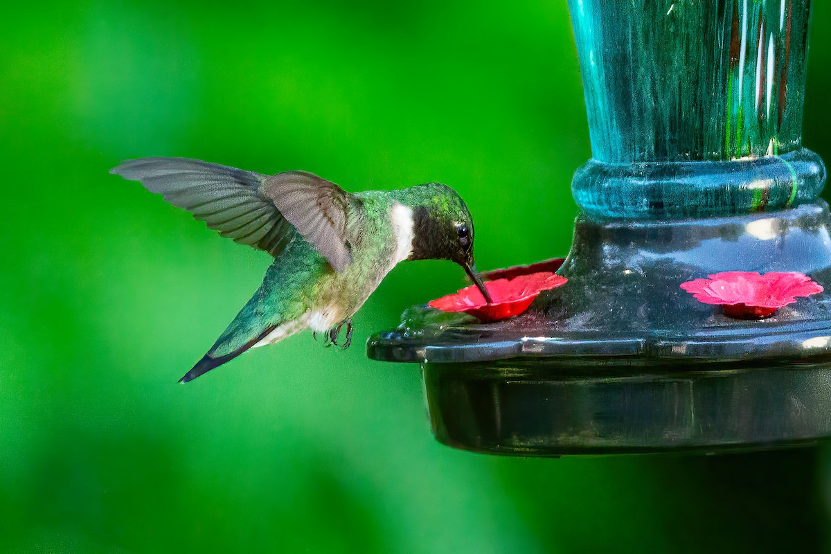 Ruby-throated Hummingbird - ML618940006