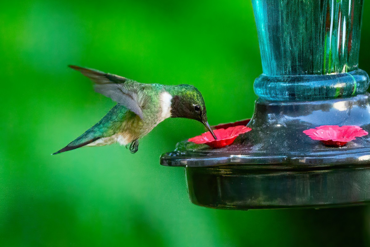 Ruby-throated Hummingbird - ML618940012