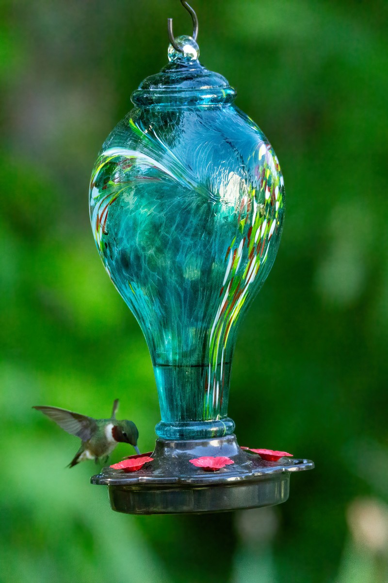 Ruby-throated Hummingbird - George Holt