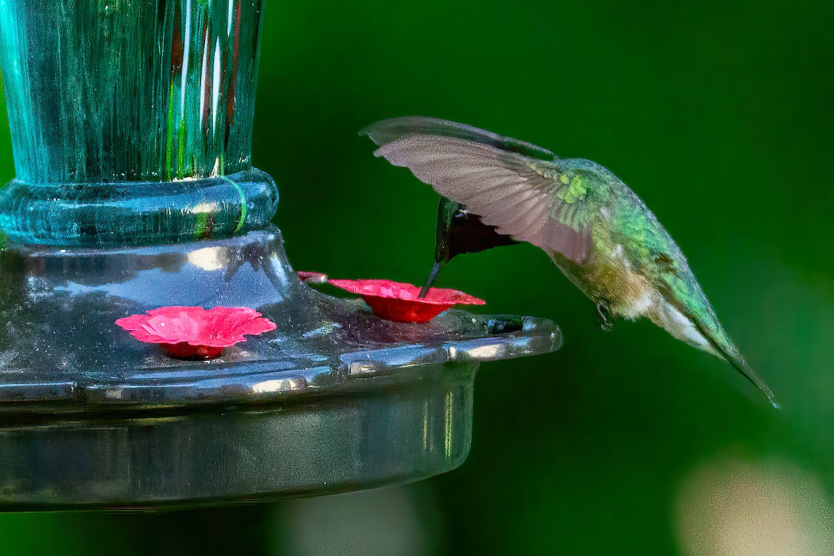 Ruby-throated Hummingbird - ML618940022