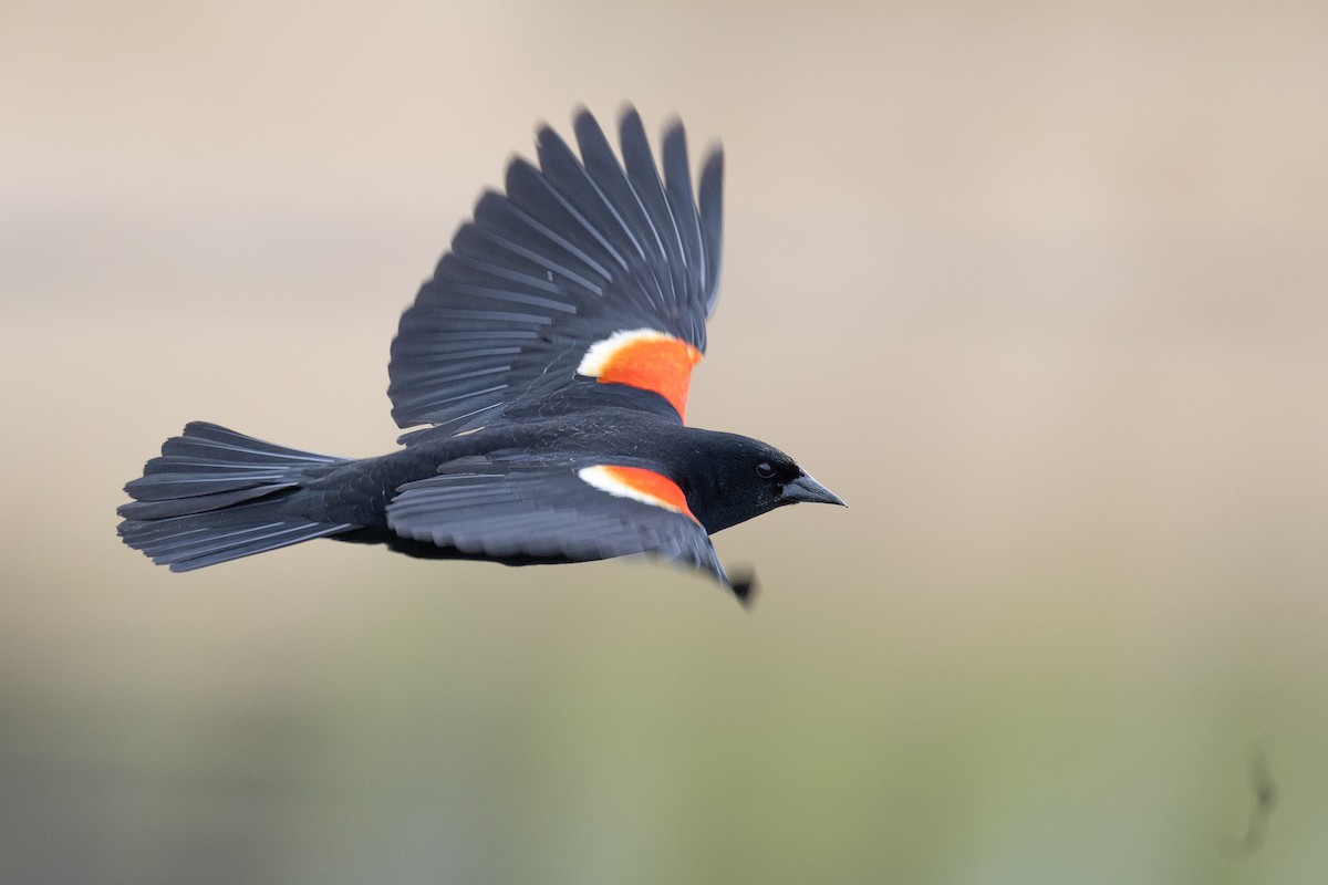 Red-winged Blackbird - ML618940025